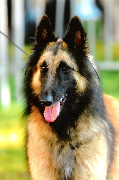 Publication : Du Ribaudeau