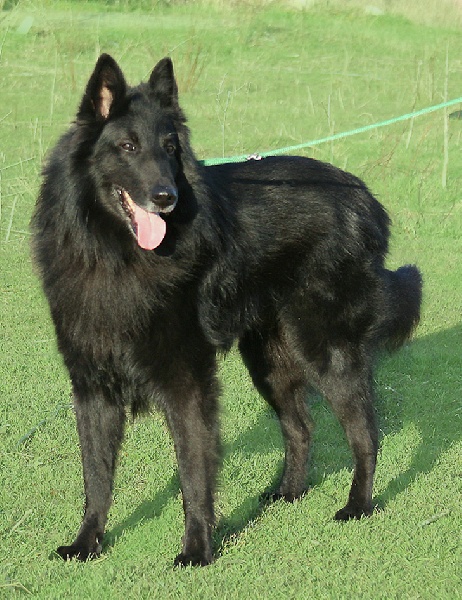 Publication : Du Ribaudeau Auteur : Dupas Jean-Claude