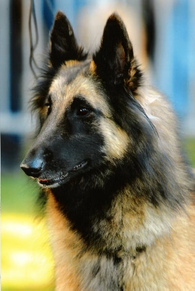 Publication : Du Ribaudeau