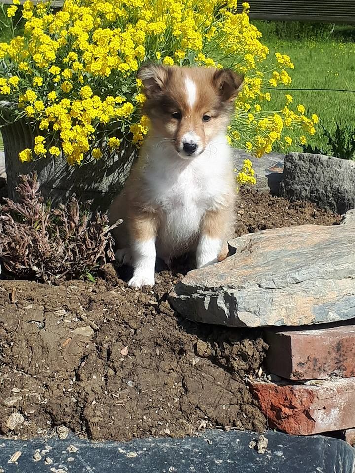 Chiot Shetland Sheepdog, mâle disponible en Pays de la