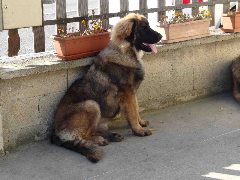 Hindra kinnley du chemin de dolimon