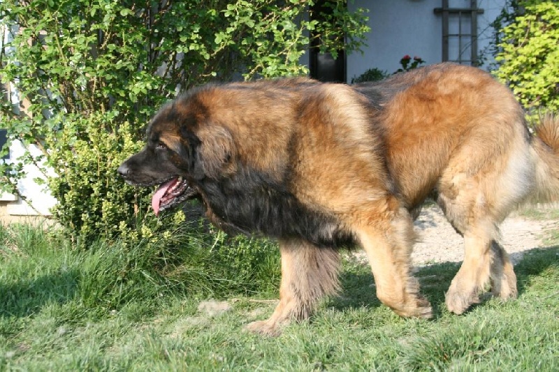 Publication : du chemin de dolimon Auteur : decker nicole