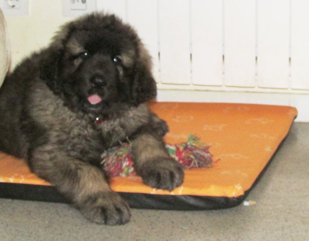 TR. CH. Idole wady du chemin de dolimon