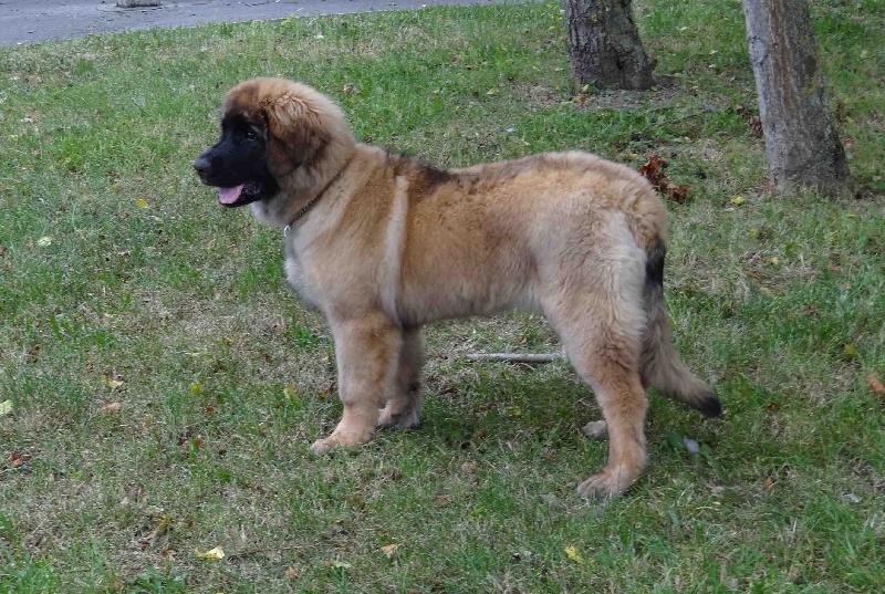 Hindra kinnley du chemin de dolimon