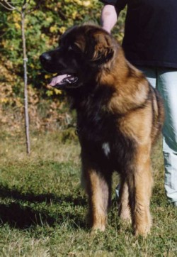 Publication : du chemin de dolimon Auteur : decker nicole