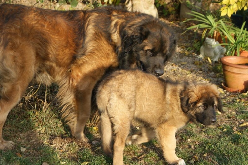 Publication : du chemin de dolimon Auteur : decker nicole