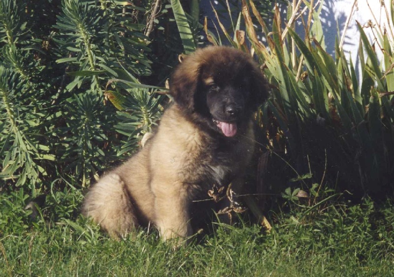 Publication : du chemin de dolimon Auteur : decker nicole