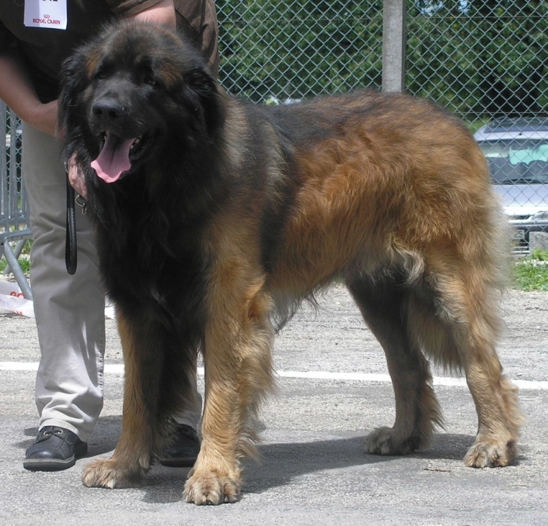 Publication : du chemin de dolimon Auteur : decker nicole