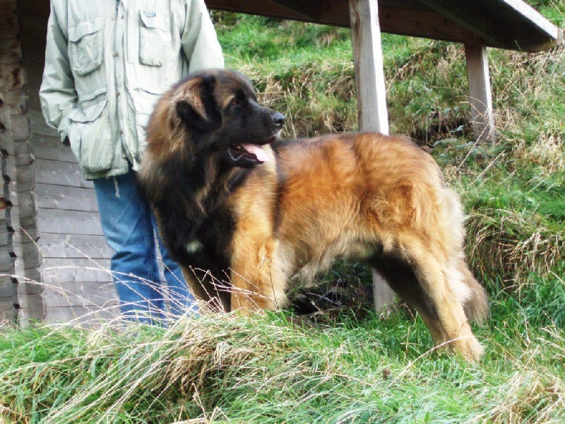 Publication : du chemin de dolimon Auteur : decker nicole