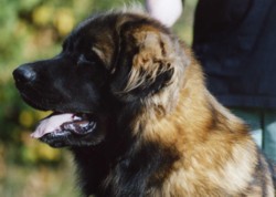 Publication : du chemin de dolimon Auteur : decker nicole