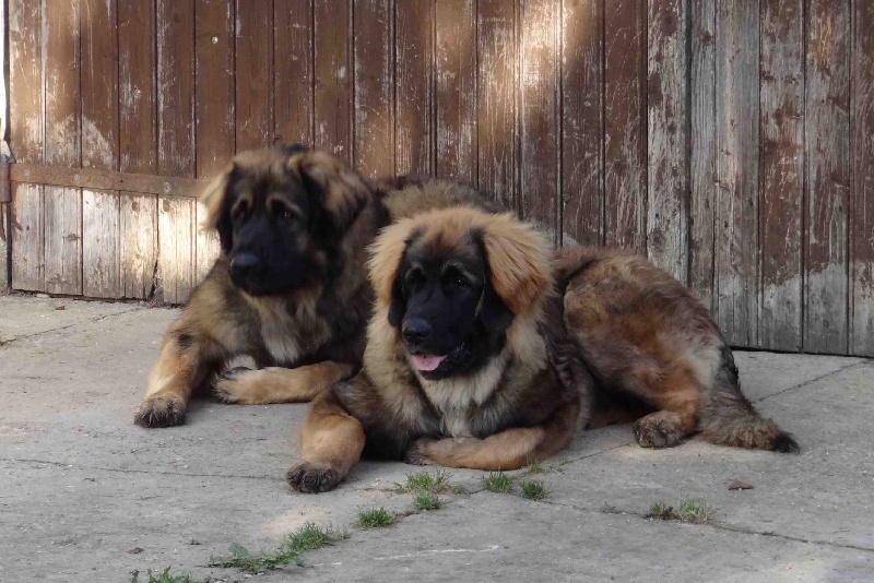 Hindra kinnley du chemin de dolimon