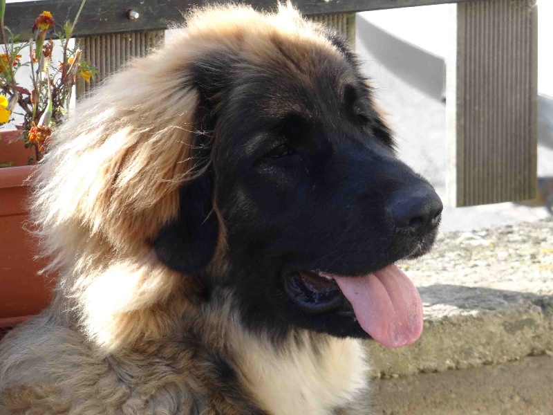 Hindra kinnley du chemin de dolimon