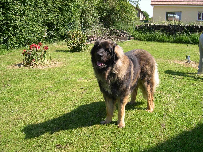 Goliath du chemin de dolimon