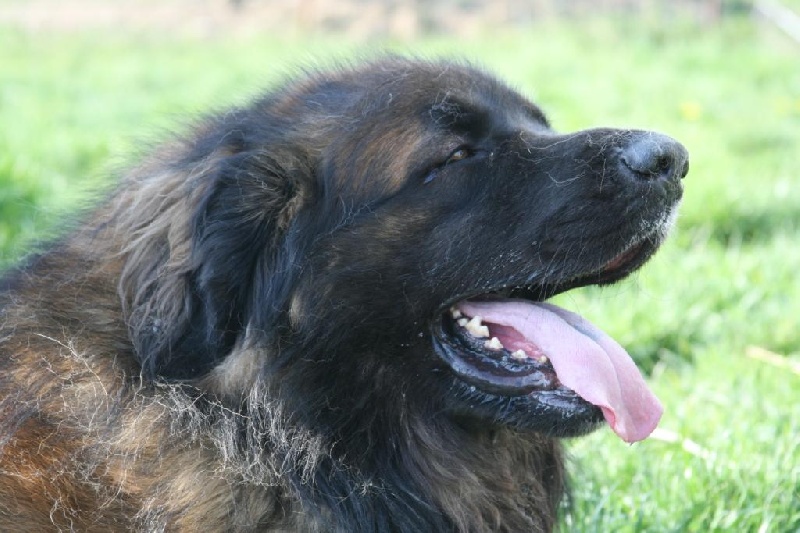 Publication : du chemin de dolimon Auteur : decker nicole