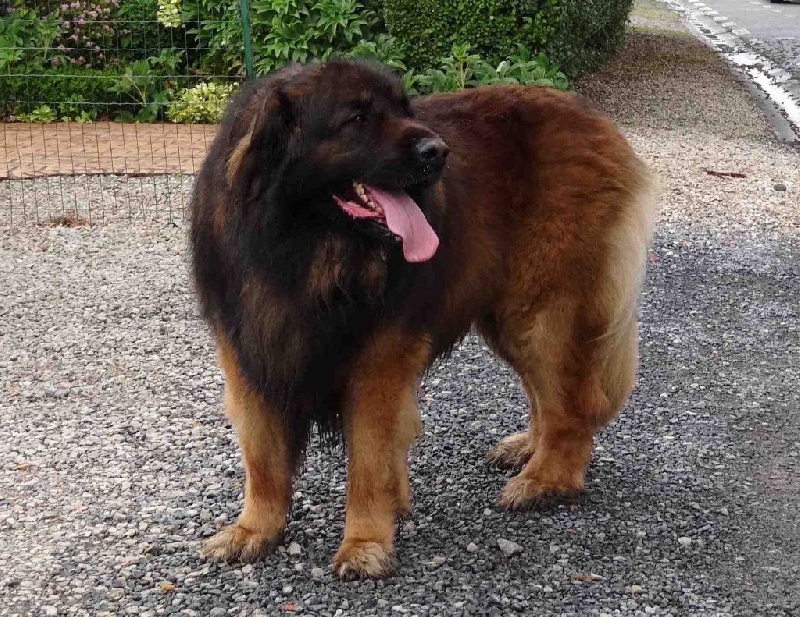 Publication : du violon d'or Auteur : gerettia