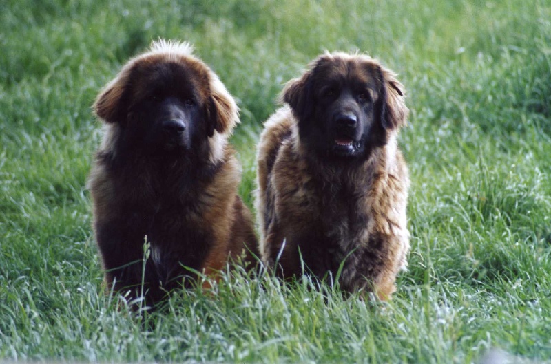 Publication : du chemin de dolimon Auteur : decker nicole