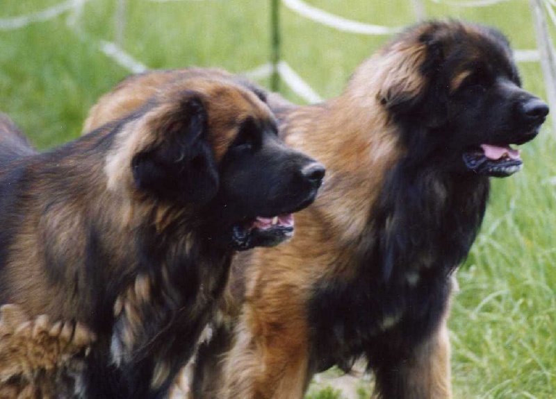 Publication : du chemin de dolimon Auteur : decker nicole