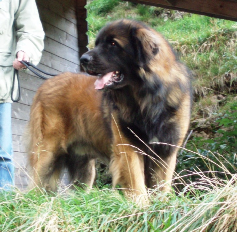 Publication : du chemin de dolimon Auteur : decker nicole