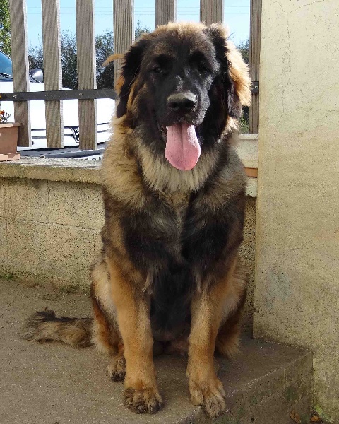 Hindra kinnley du chemin de dolimon