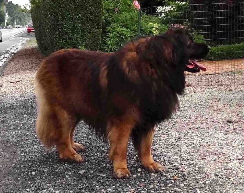 Publication : du violon d'or Auteur : gerettia