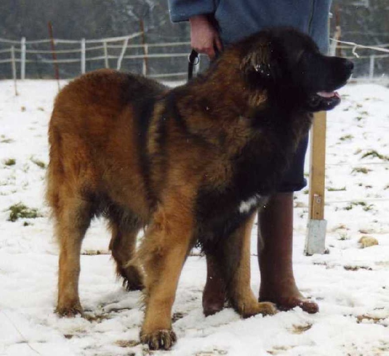 Publication : du chemin de dolimon Auteur : decker nicole