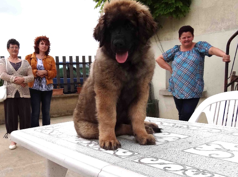 Hindra kinnley du chemin de dolimon