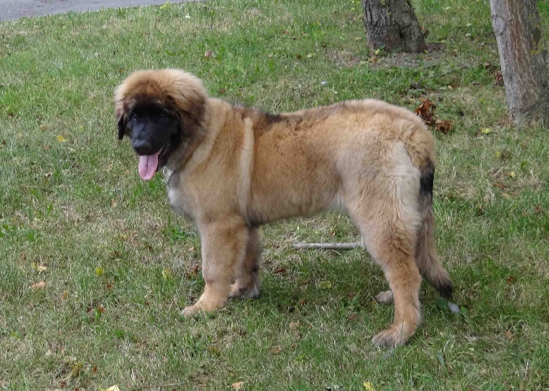 Hindra kinnley du chemin de dolimon