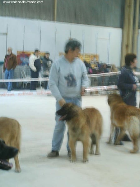 Urlane du chemin de dolimon - CACIB