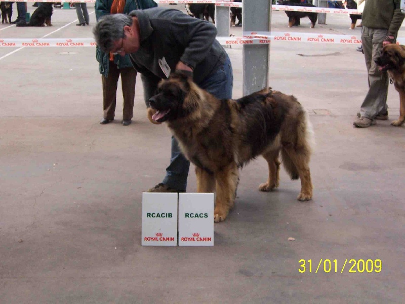 Charley unval du chemin de dolimon - 1er EXC . R.C.A.C.S et R.C.A.C.I.B (intermédiaire)