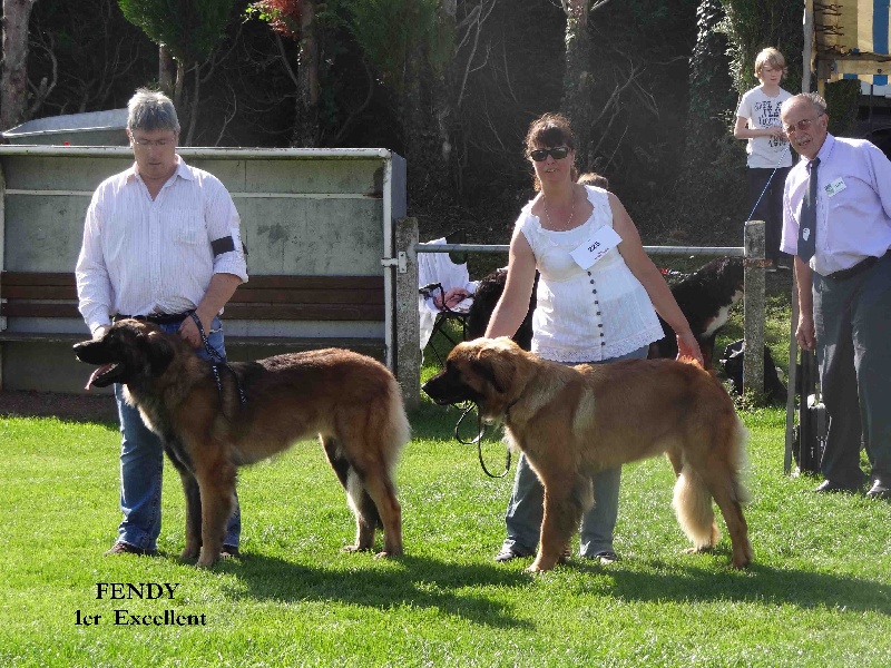 Fendy du Sphinx des lauriers roses - 1er Excellent