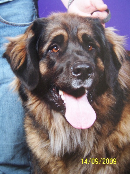 Charley unval du chemin de dolimon - 2em Excellent. RCACS + RCACIB