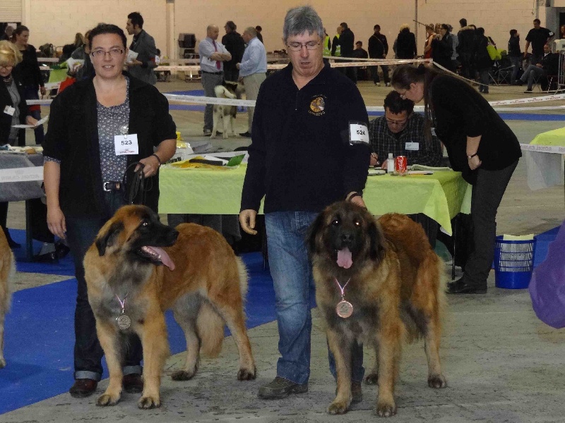 Fendy du Sphinx des lauriers roses - 3em Tres bon