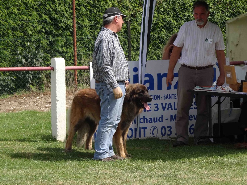 Fendy du Sphinx des lauriers roses - 2em Excellent + RCACS