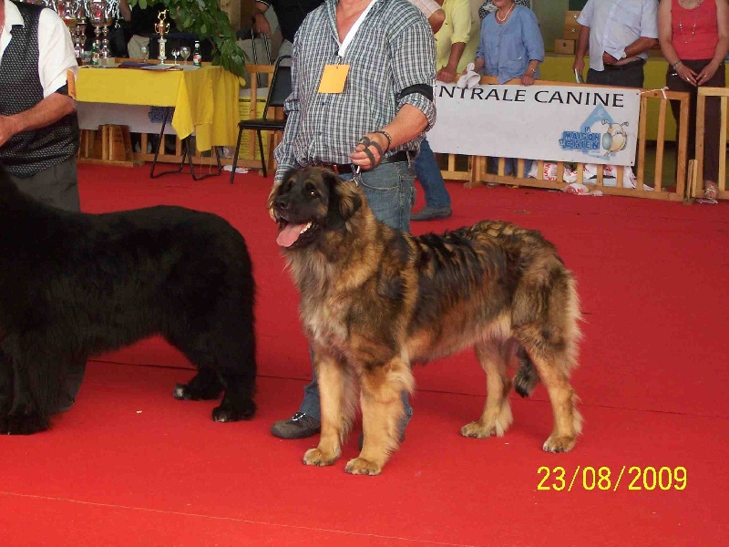Charley unval du chemin de dolimon - 1er Excellent + CACS + Meilleur de Race