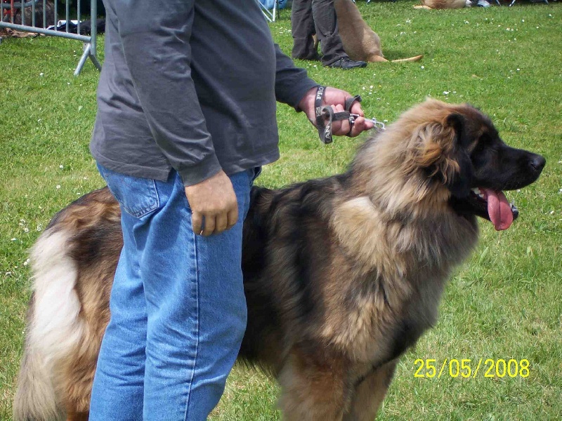 Charley unval du chemin de dolimon - 1er Excellent. Meilleur JEUNE + MDR