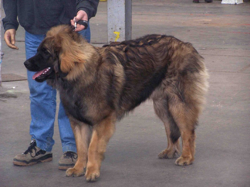 Charley unval du chemin de dolimon - TRES PROMETTEUR