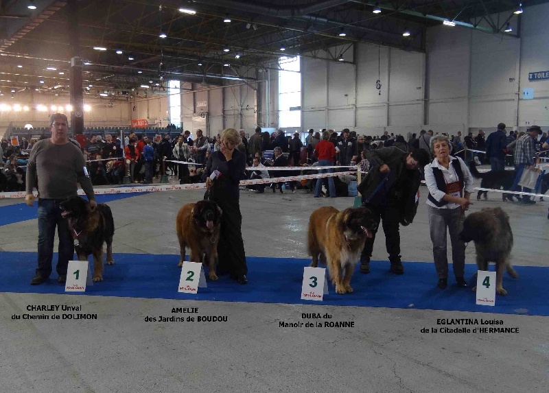 Charley unval du chemin de dolimon - 1er Excellent + CACS + CACIB