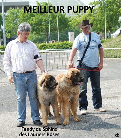 Fendy du Sphinx des lauriers roses - Très prometteur + Meilleur Puppy