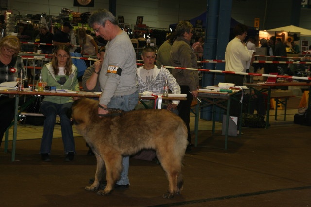 Fendy du Sphinx des lauriers roses - très prometteur + Meilleur puppy