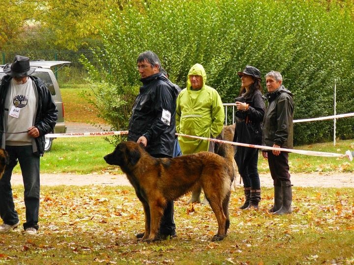 Fendy du Sphinx des lauriers roses - Très bon