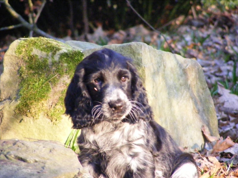 So sweet and Lovely Coco chanel