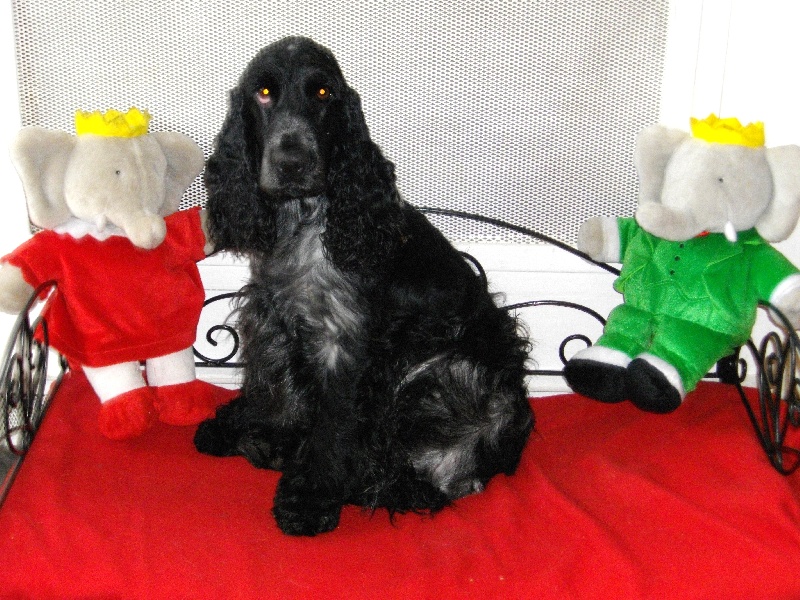 So sweet and Lovely Coco chanel