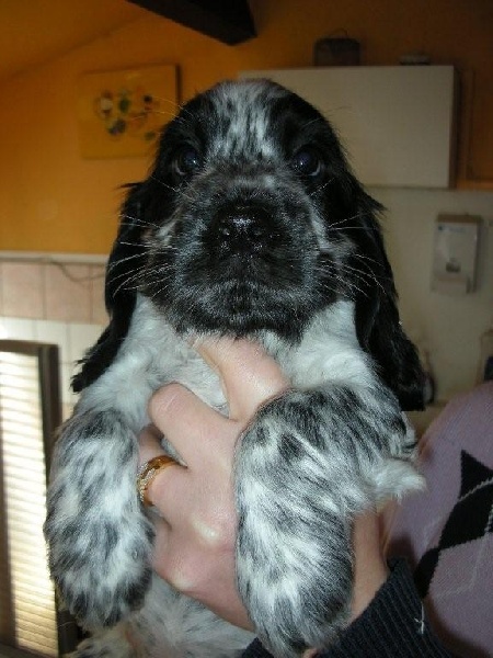 Cassis de made in Roques