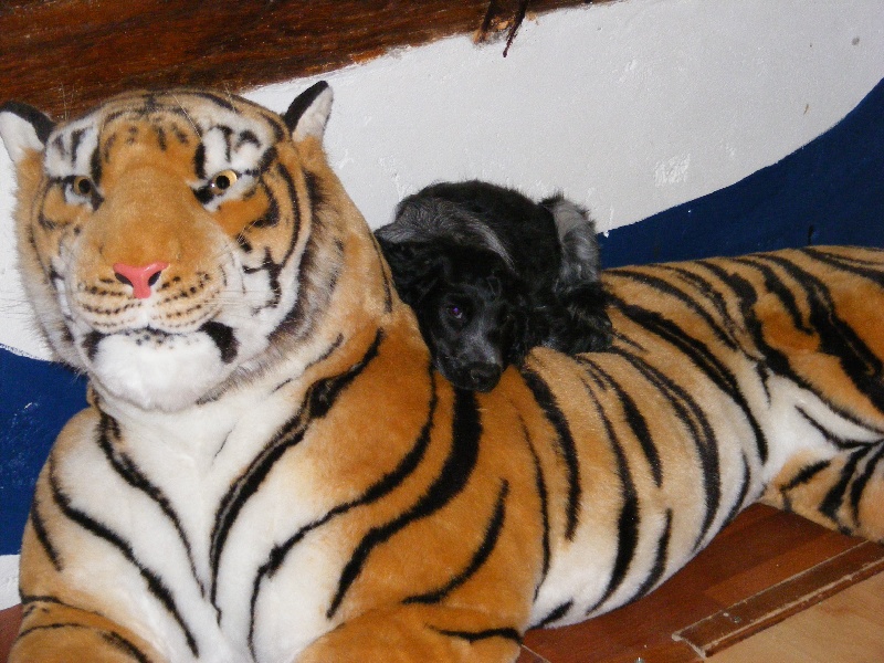 So sweet and Lovely Coco chanel