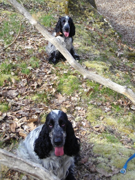 Cassis de made in Roques