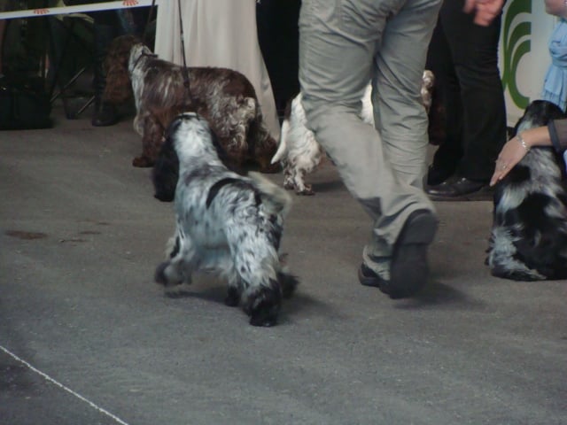 Cassis de made in Roques