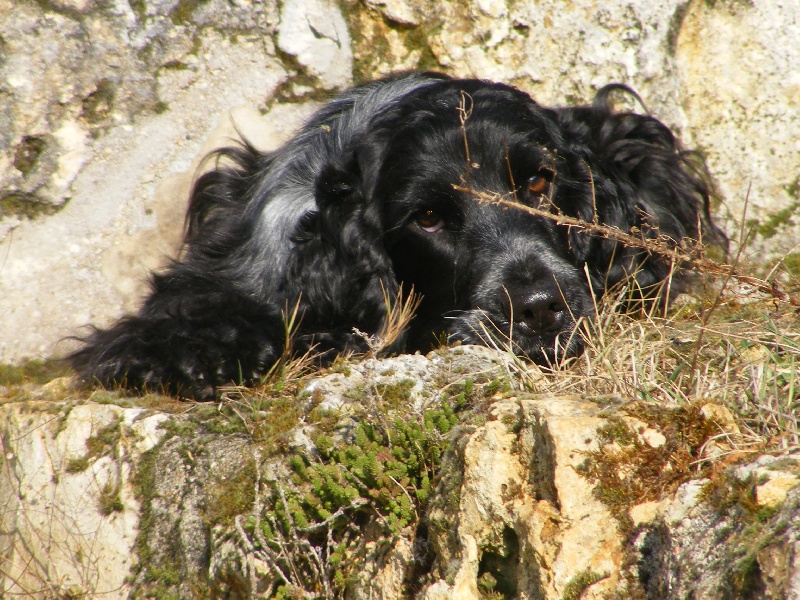 So sweet and Lovely Coco chanel