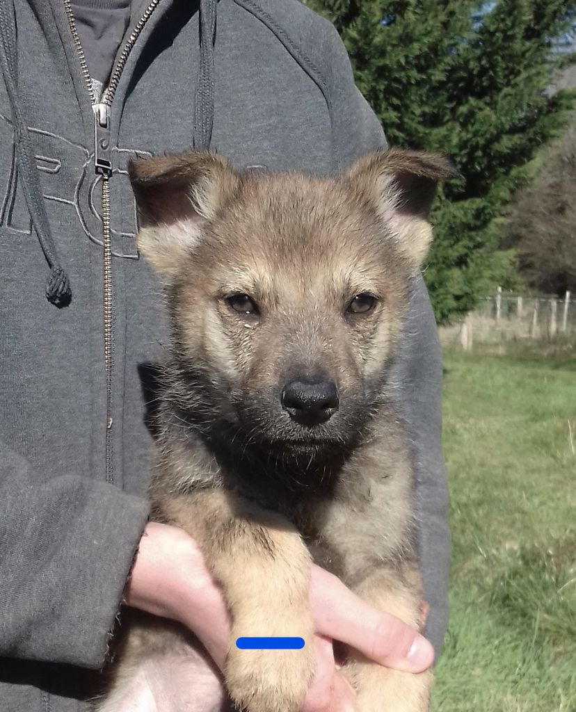 Chiot Chien Loup Tchecoslovaque Mâle Disponible En Nouvelle