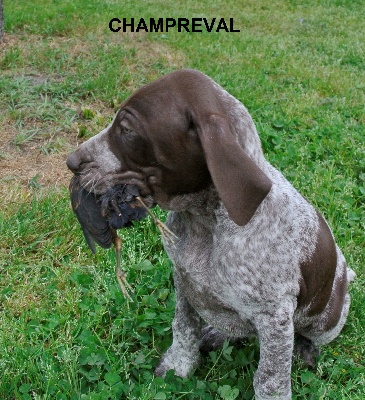 Accueil - Eleveur Braque allemand chiot Deutsch Kurzhaar Accueil - Eleveur Braque allemand chiot Deutsch Kurzhaar