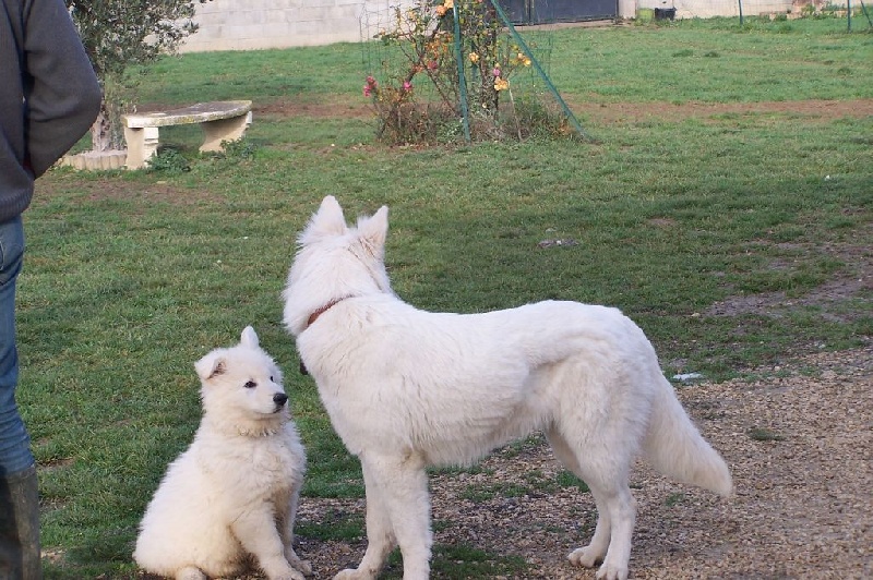 Publication : de la plaine d'alba